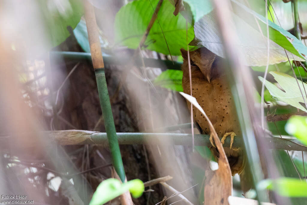 Serendib Scops Owladult, camouflage, pigmentation