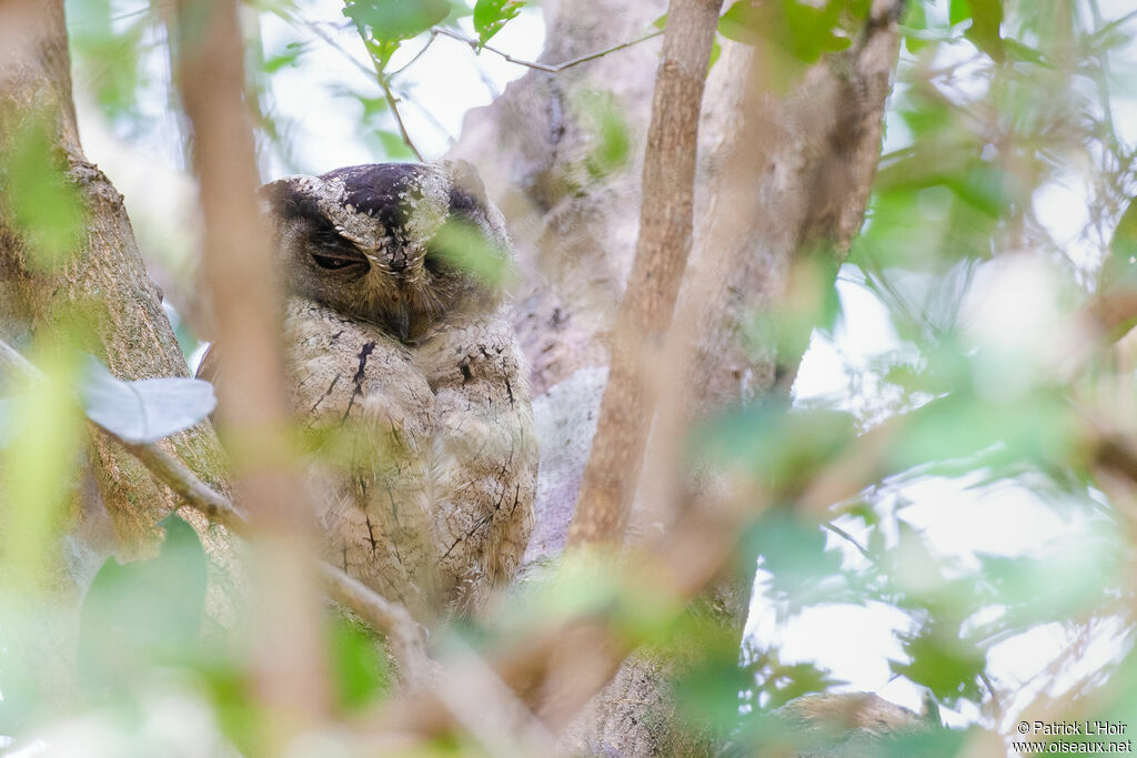 Indian Scops Owl