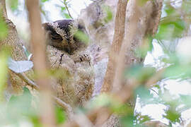 Indian Scops Owl