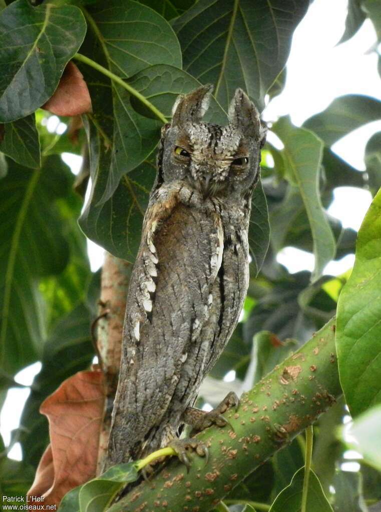 Eurasian Scops Owladult, identification