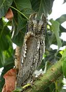 Eurasian Scops Owl