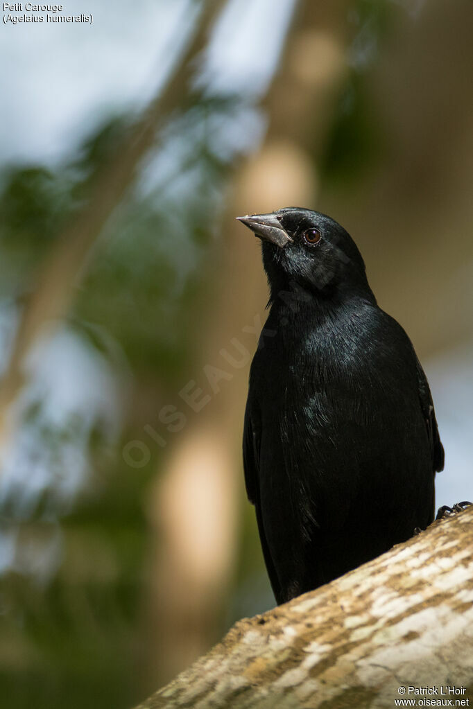 Tawny-shouldered Blackbird