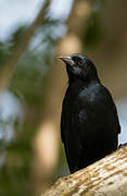 Tawny-shouldered Blackbird