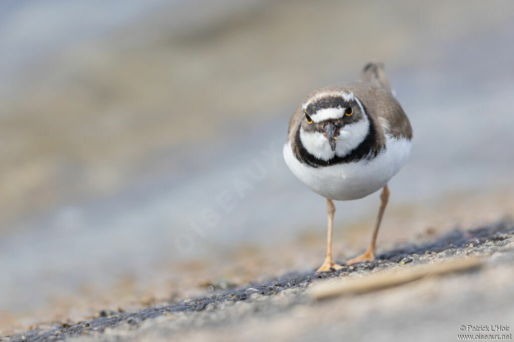 Little Ringed Plover