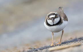 Little Ringed Plover