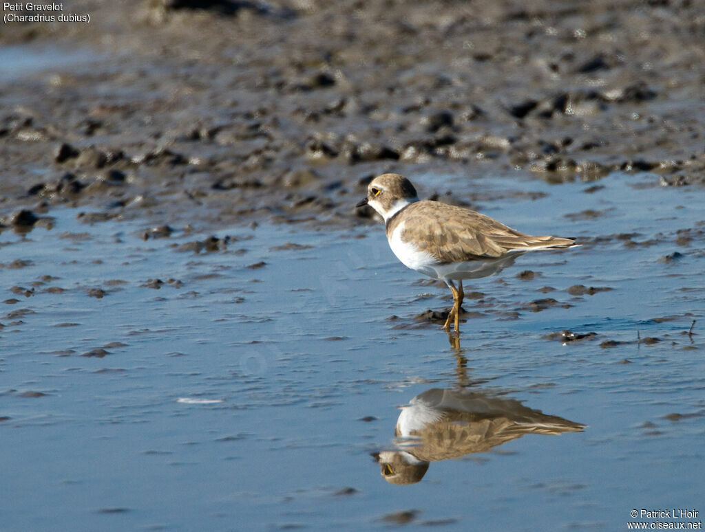 Little Ringed Ploveradult post breeding