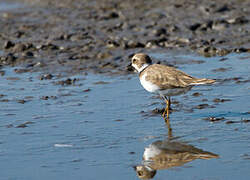 Little Ringed Plover