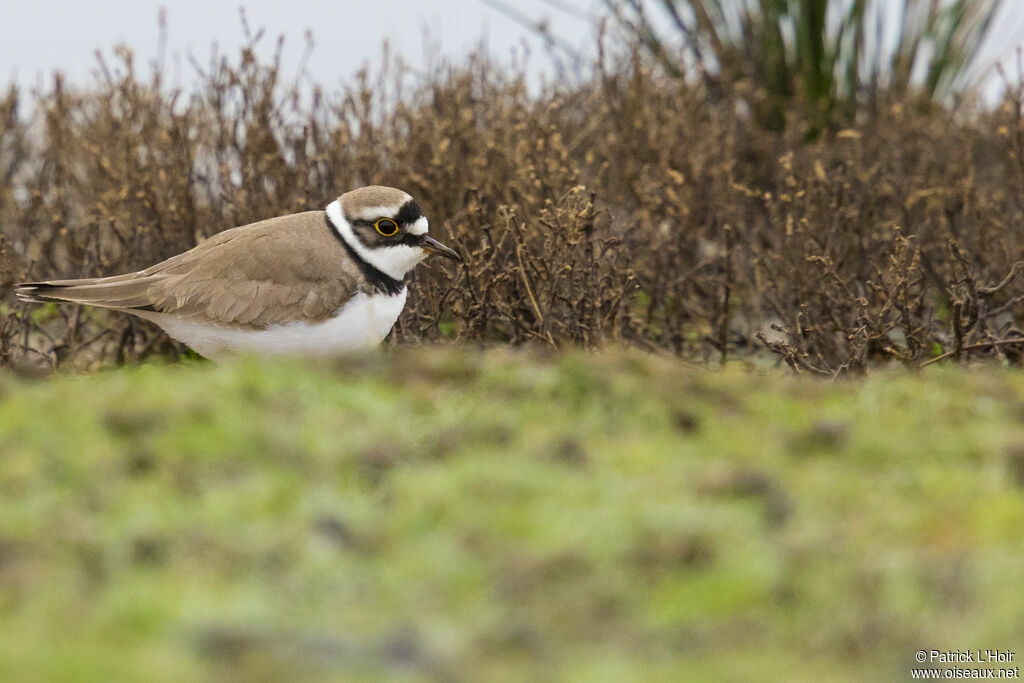 Little Ringed Plover