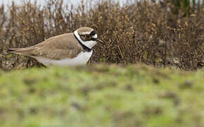 Little Ringed Plover