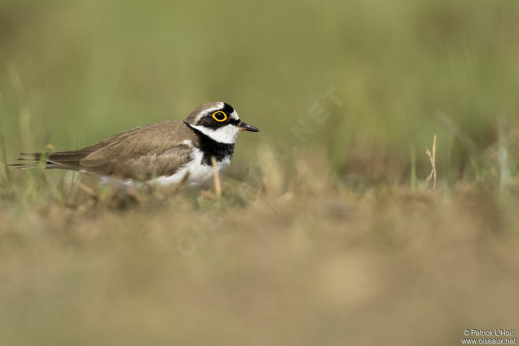 Little Ringed Plover male adult breeding