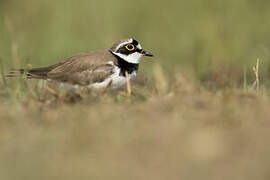 Little Ringed Plover