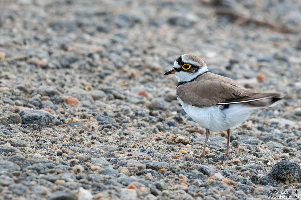 Little Ringed Plover