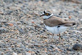 Little Ringed Plover