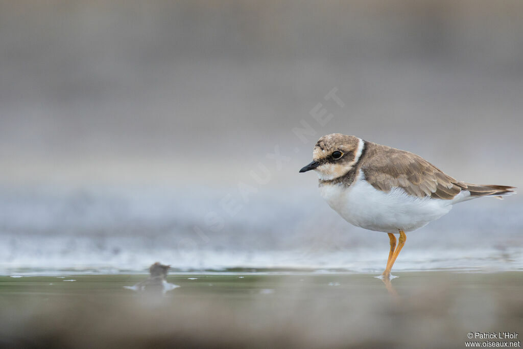 Little Ringed Plover