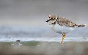 Little Ringed Plover