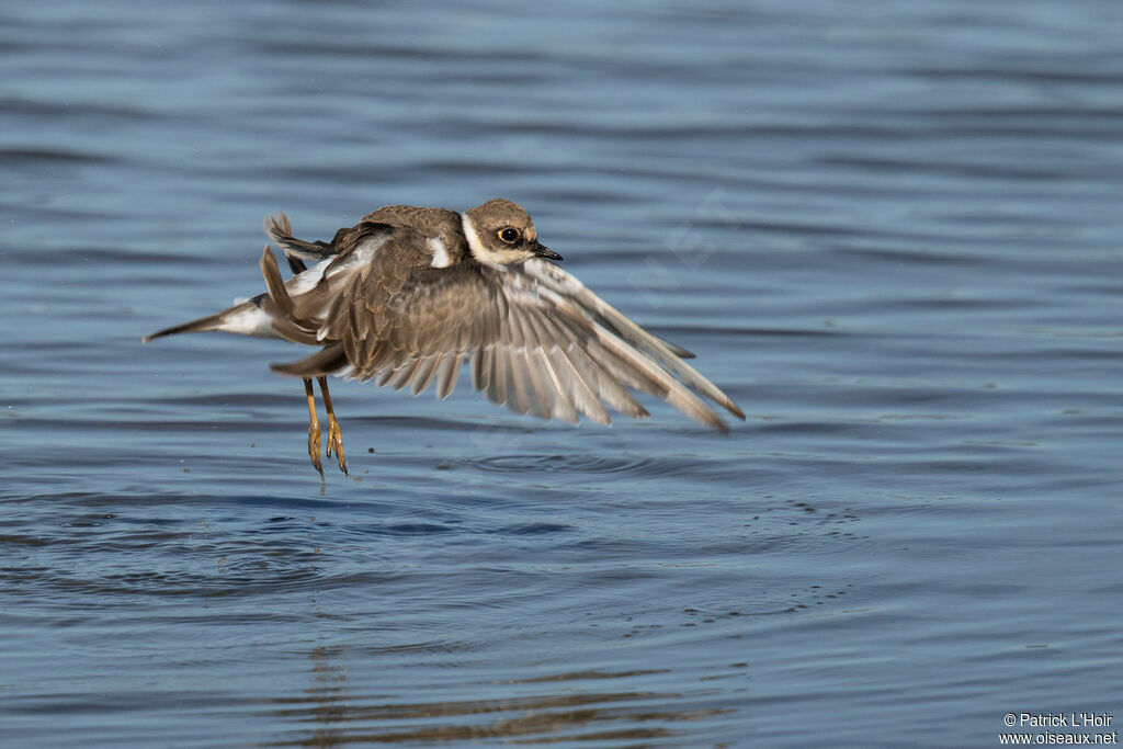 Little Ringed Plover