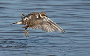 Little Ringed Plover