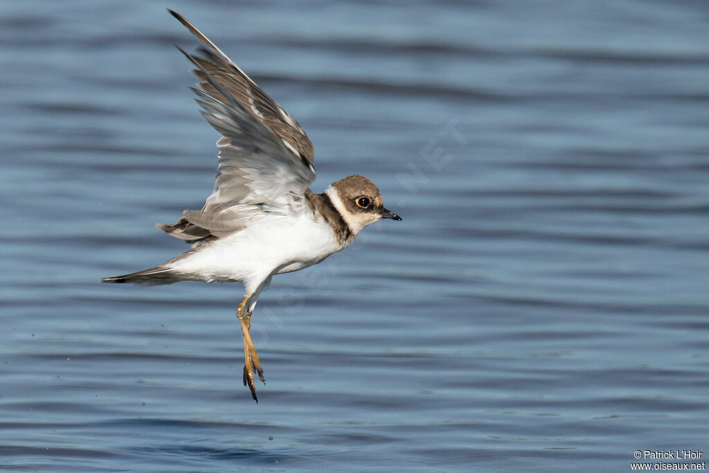 Little Ringed Plover