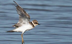 Little Ringed Plover