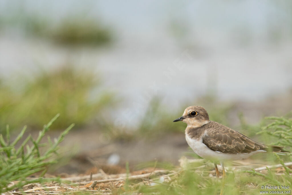 Little Ringed Plover