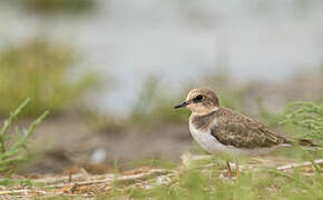 Little Ringed Plover