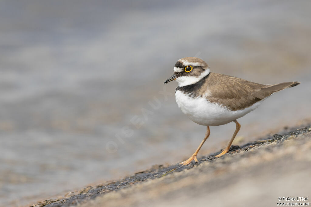 Little Ringed Plover