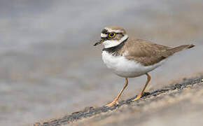 Little Ringed Plover