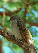 Lesser Honeyguide