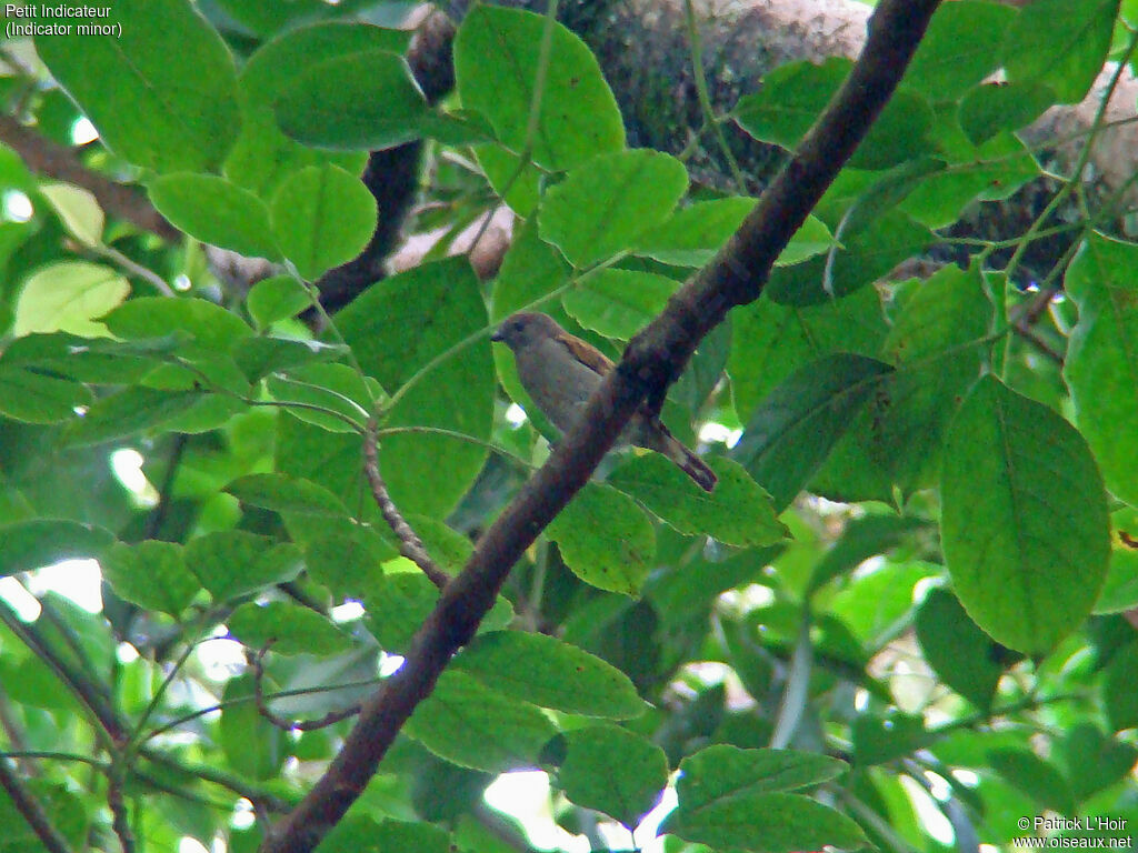 Lesser Honeyguide