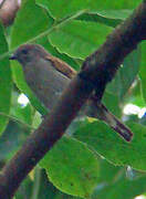 Lesser Honeyguide