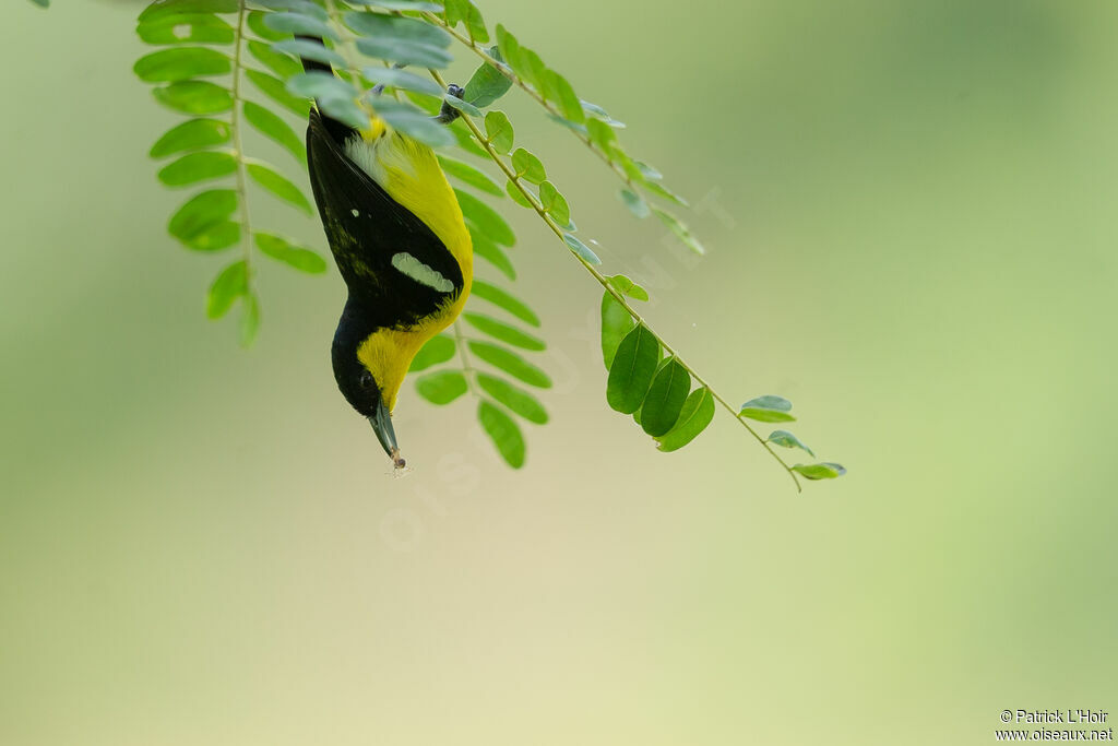 Common Iora male adult