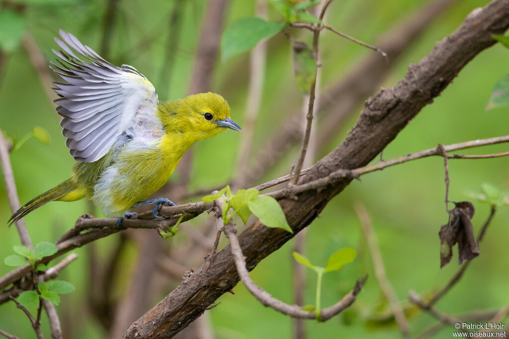 Common Iora female adult