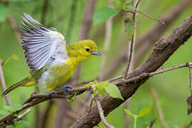 Common Iora