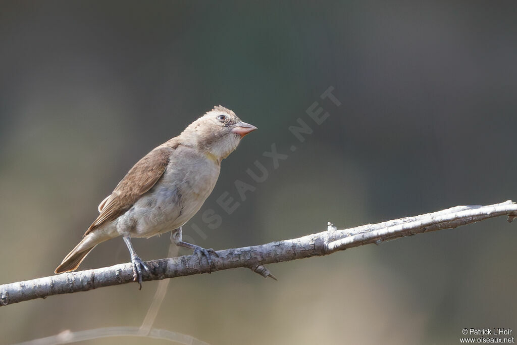 Sahel Bush Sparrow