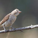 Petit Moineau