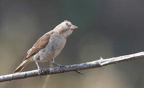 Sahel Bush Sparrow