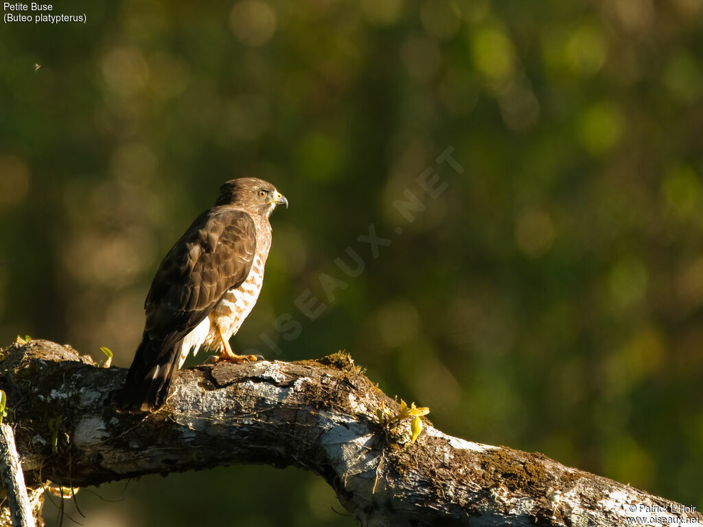 Broad-winged Hawkadult