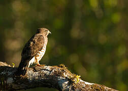 Broad-winged Hawk