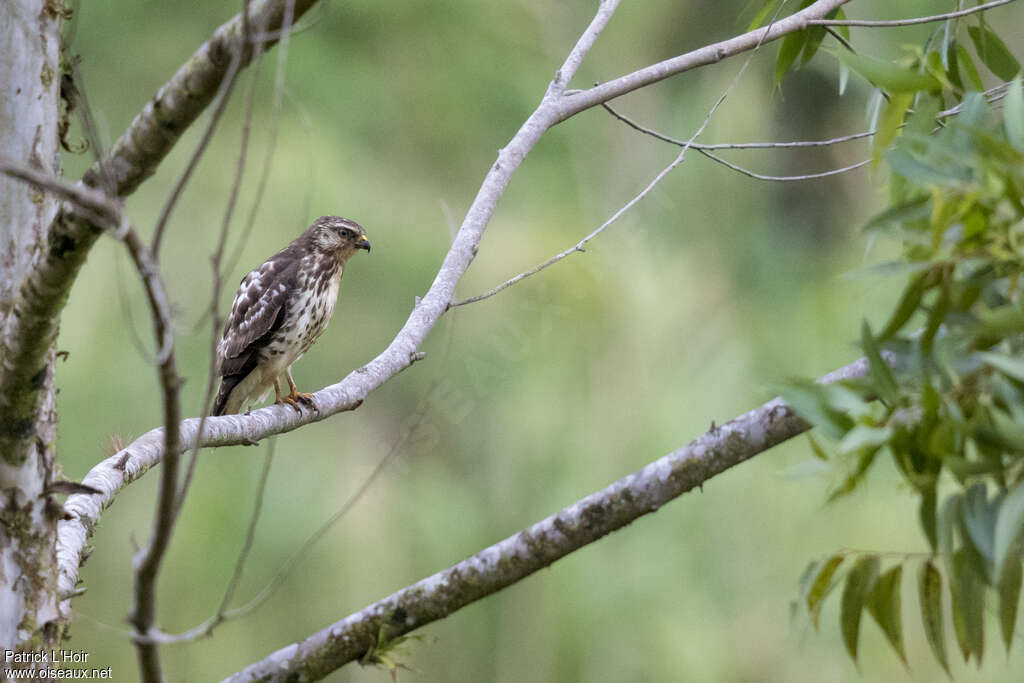 Broad-winged Hawkjuvenile, identification