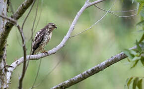 Broad-winged Hawk