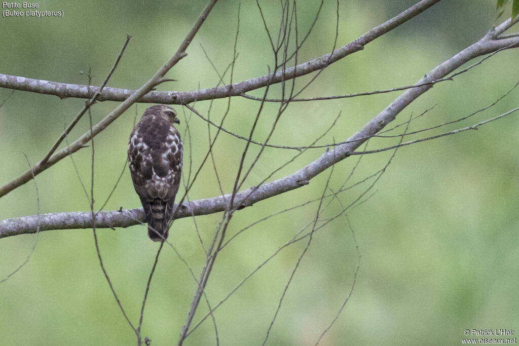 Broad-winged Hawk