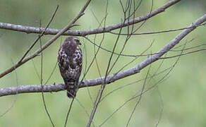 Broad-winged Hawk