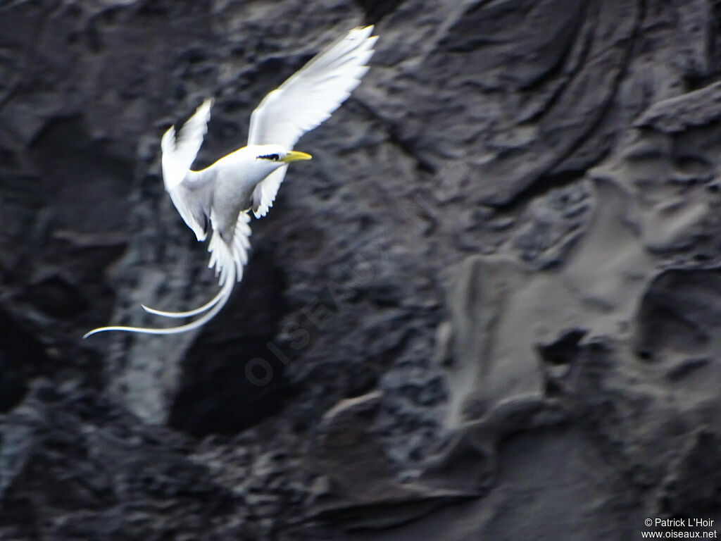 Phaéton à bec jaune