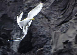 White-tailed Tropicbird