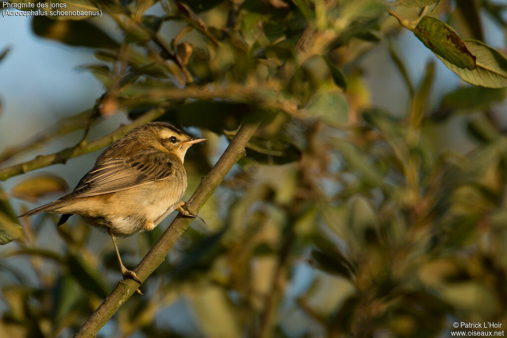 Sedge Warbler