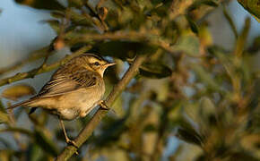 Sedge Warbler