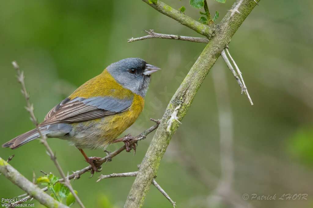 Phrygile à tête grise mâle adulte, identification