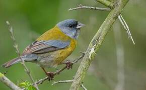 Grey-hooded Sierra Finch