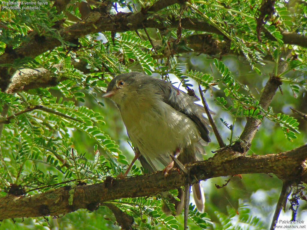 Buff-bellied Warbler