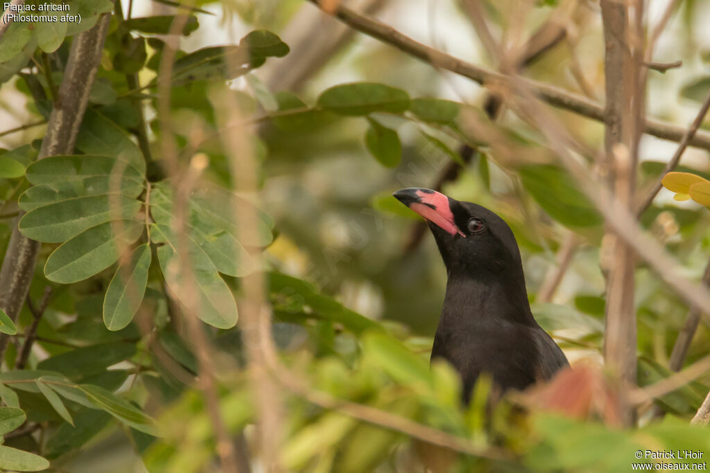 Piapiacjuvenile